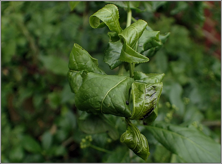 Aphis fabae, Black bean aphid