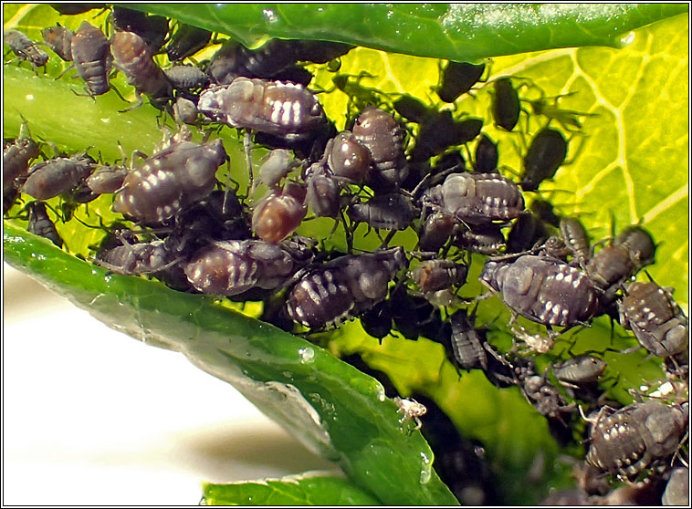 Aphis fabae, Black bean aphid