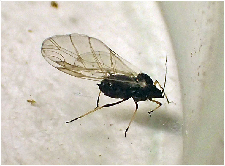 Aphis fabae, Black bean aphid