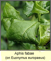 Aphis fabae, Black bean aphid