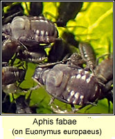 Aphis fabae, Black bean aphid