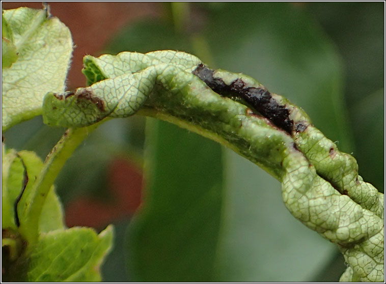 Dasineura pyri, Pear leaf midge