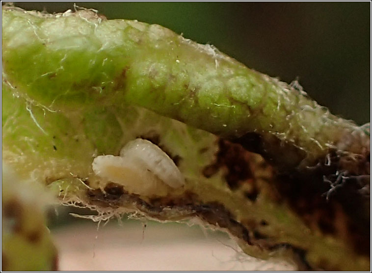 Dasineura pyri, Pear leaf midge