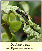 Dasineura pyri, Pear leaf midge