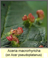 Aceria macrorhyncha