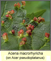 Aceria macrorhyncha