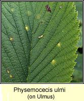 Physemocecis ulmi