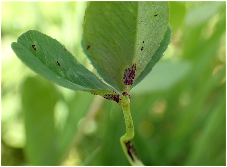 Uromyces trifolii