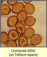 Uromyces trifolii