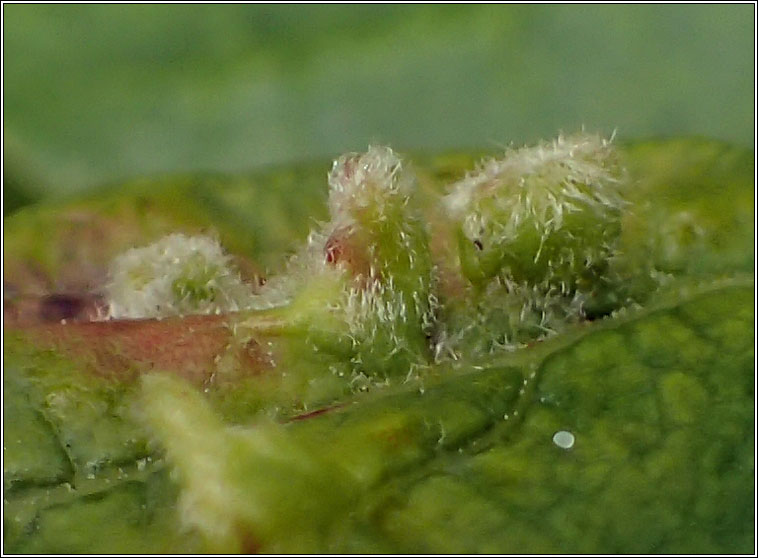 Aceria Q (unknown causer)