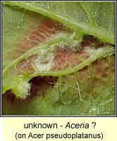 Aceria (unknown causer)