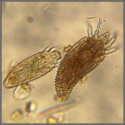 Aculus rubiae