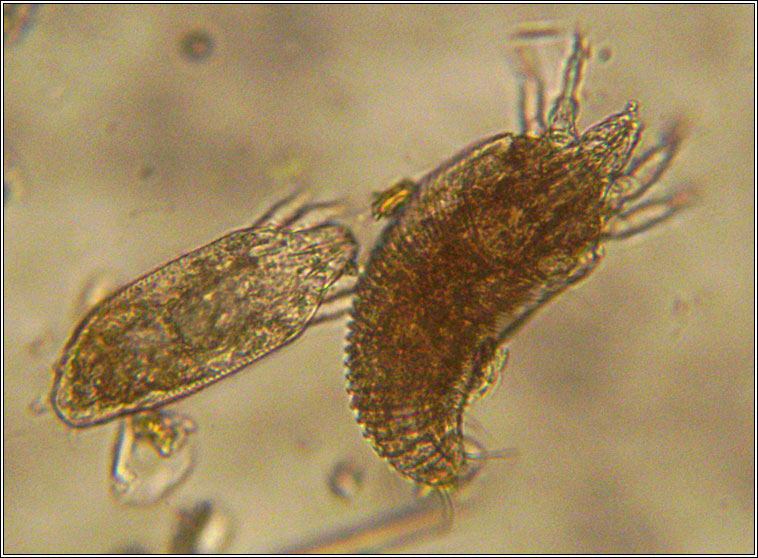 Aculus rubiae