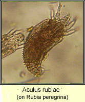 Aculus rubiae