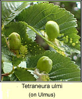 Tetraneura ulmi