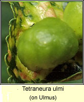 Tetraneura ulmi