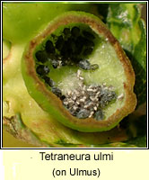 Tetraneura ulmi