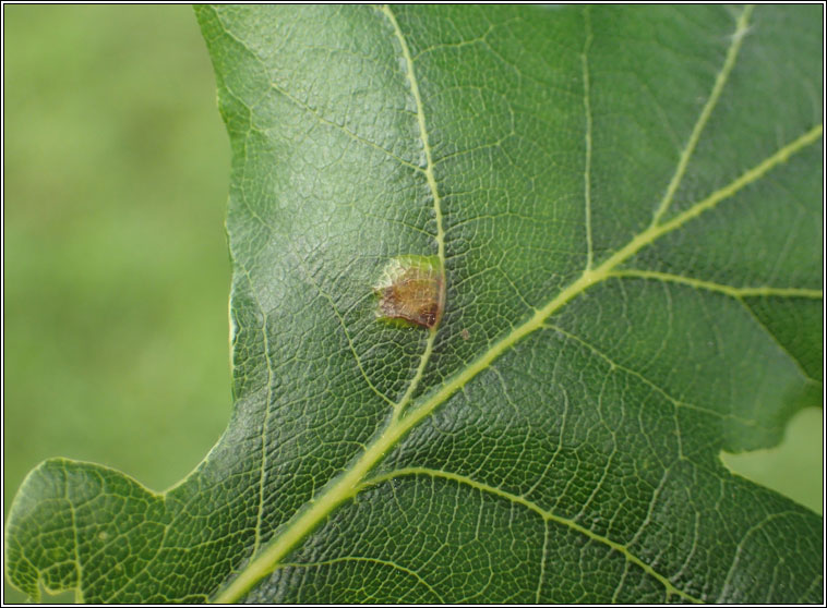 Polystepha malpighii