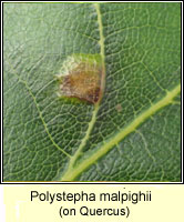 Polystepha malpighii