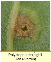 Polystepha malpighii