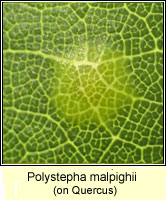 Polystepha malpighii