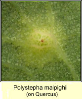 Polystepha malpighii