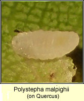 Polystepha malpighii