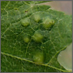 Eriophyes torminalis