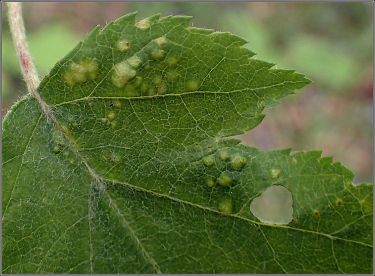 Eriophyes torminalis