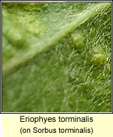 Eriophyes torminalis