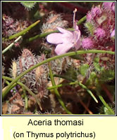 Aceria thomasi