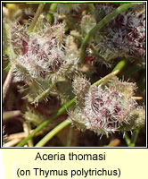 Aceria thomasi