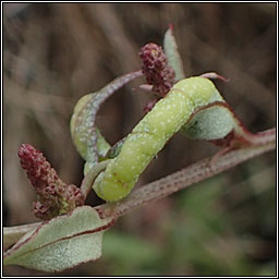 Hayhurstia atriplicis