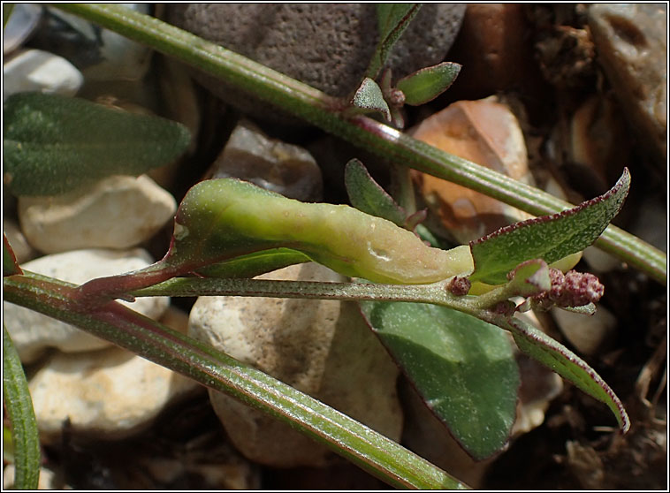 Hayhurstia atriplicis