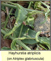 Hayhurstia atriplicis