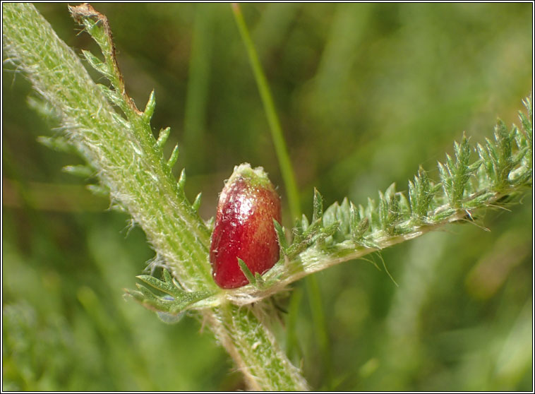 Rhopalomyia millefolii