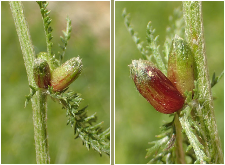 Rhopalomyia millefolii