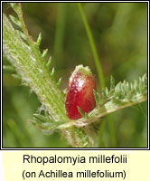 Rhopalomyia millefolii