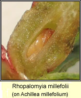 Rhopalomyia millefolii