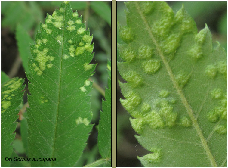 Eriophyes sorbi