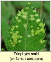 Eriophyes sorbi