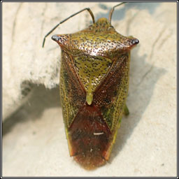 Hawthorn Shieldbug, Acanthosoma haemorrhoidale