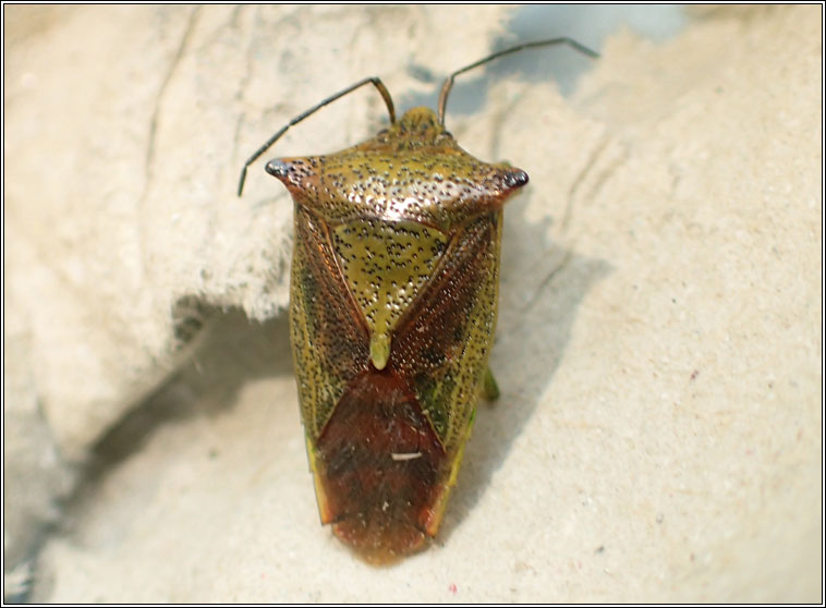 Hawthorn Shieldbug, Acanthosoma haemorrhoidale