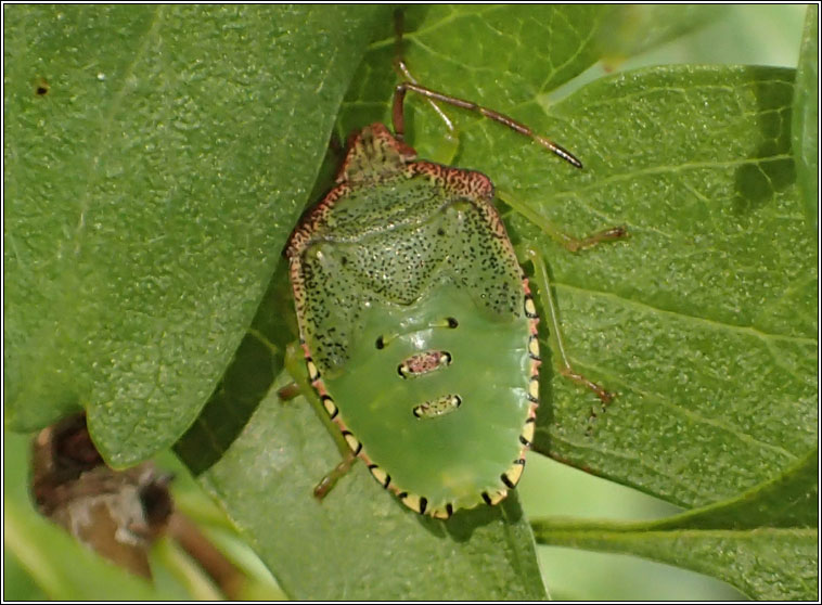 Hawthorn Shieldbug, Acanthosoma haemorrhoidale