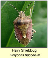 Dolycoris baccarum, Hairy Shieldbug