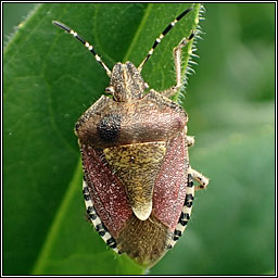 Hairy Shieldbug, Dolycoris baccarum