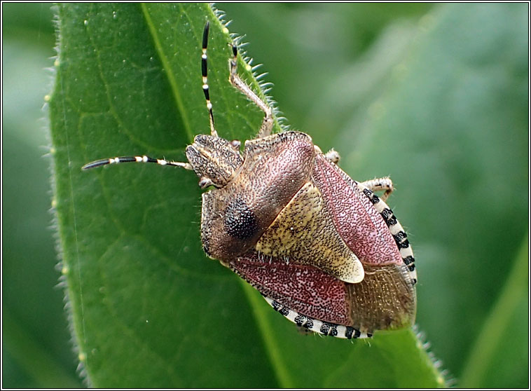 Hairy Shieldbug, Dolycoris baccarum