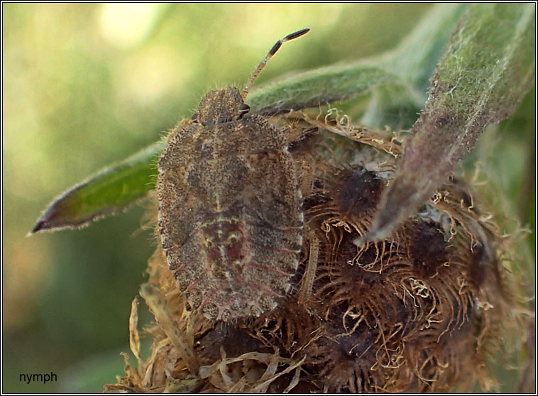 Hairy Shieldbug, Dolycoris baccarum