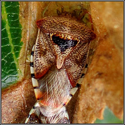 Parent Bug, Elasmucha grisea