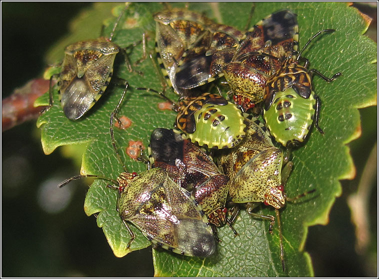 Parent Bug, Elasmucha grisea